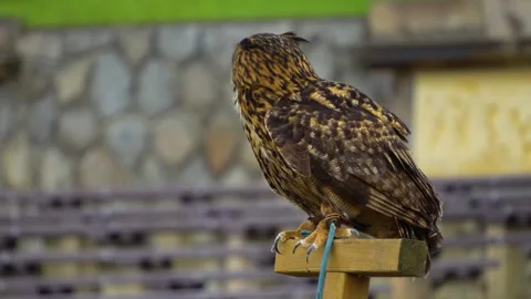 Close up of a large owl sitting Stock Footage 254120143