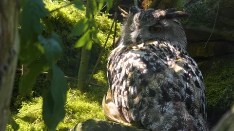 Close up of  an Large owl sitting Stock Footage 260384020
