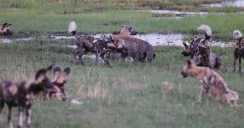 Close-up. A large pack of African Wild Dogs trying to chase off three spotted Stock Footage 295849245