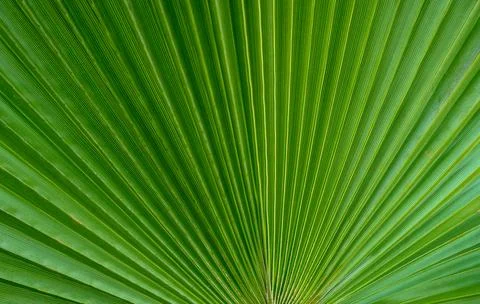 Close-up of large palm leaf 1 Stock Photos