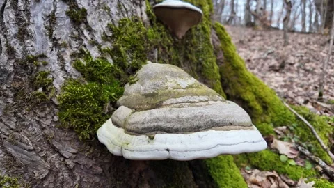 A close-up of large parasitic mushroom on tree trunk. Vidéo 317631087
