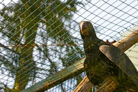 Close-up of a large parrot in a cage. Stock Photos