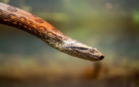 Close-up of a large patterned snake swimming underwater in a terrarium. Stock Photos