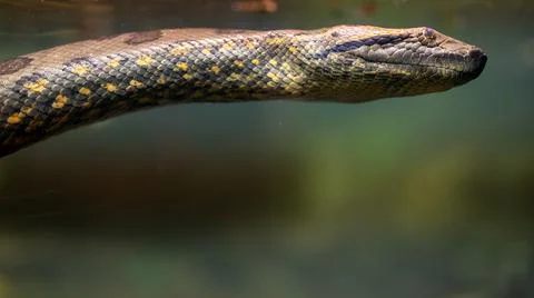 Close-up of a large patterned snake swimming underwater in a terrarium. Stock Photos