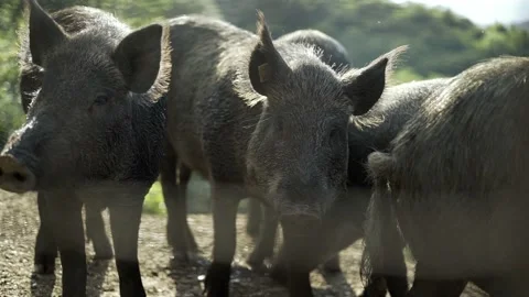 Close-up of a large pig in a swamp, are in a barn which is poorly lit. Stock Footage 239094481