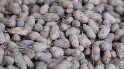 Close-up of a large pile of raw organic peanuts with shells Видео 330281598