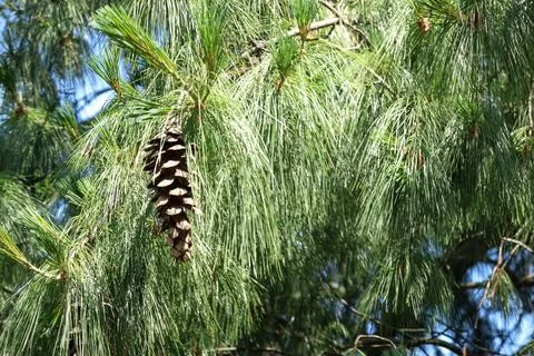 Close-up of a large pine cone hanging from a lush green pine tree branch Stock Photos