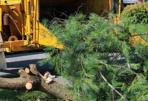 Close up of a large pine tree placed into a wood chipping machine for disposa Stock Photos