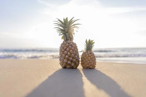 Close up large pineapple and a small pineapple stand on the sand against the  Stock Photos
