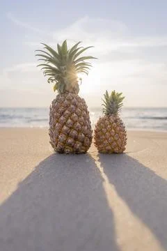 Close up large pineapple and a small pineapple stand on the sand against the  Stock Photos
