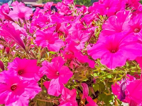 A close up of the large pink flowers of Geranium magnificum, purple cranesbill Stock Photos