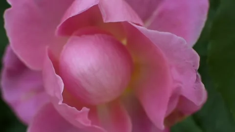 Close-up of a large pink rose flower on a green background. garden plants Stock Footage 276189018