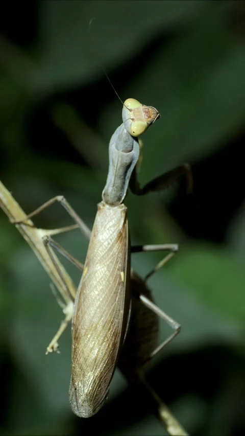 Close-up of large praying mantis sitting on branch and looks at Stock Footage 201474524