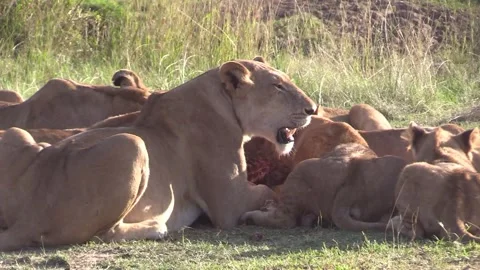Close up of a large pride of lions feed on a newly killed wildebeest. Vídeos de archivo 293767035