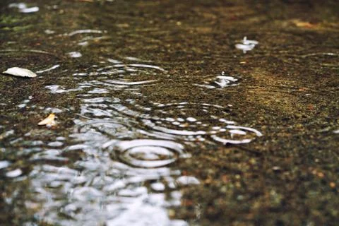 Close-up of a large puddle during rain. On the surface of the water splashes Stock Photos