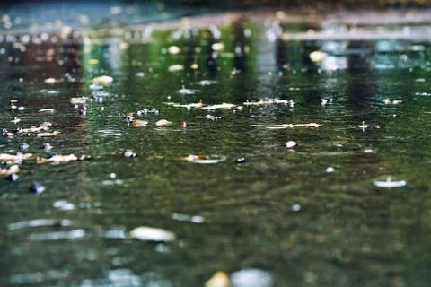 Close-up of a large puddle during rain. On the surface of the water splashes Stock Photos