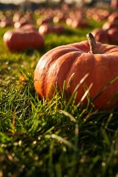 Close up of large pumpkin in pumpkin patch. Stock Photos