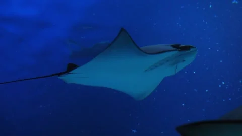 Close-up of a large ramp in the tunnel of a large modern aquarium. Stock Footage 312440911