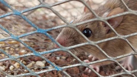 Up close a large rat with big, black eyes Stock Footage 268255969