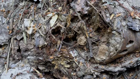 Close-up of large red ants that run around the anthill and crawl into their Video stock 152972793