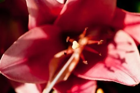 A close up of a large red flower Stock Photos