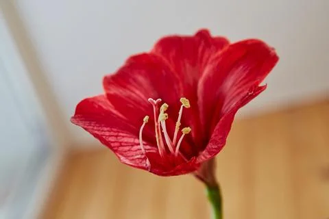 Close-up of a large red lily flower in a room, view from below Stock Photos