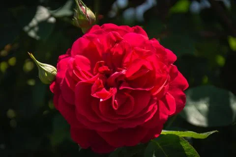 Close-up of a large red rose Stock Photos