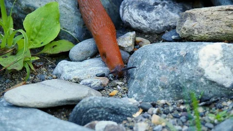 Close up large red slug Stock Footage 117405618