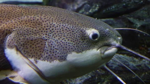Close-up of Large Redtail Catfish. Phractocephalus hemioliopterus Stock-Footage 318746860