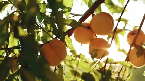 Close-up of Large ripe peaches on a tree in a fruit garden. Peaches in the Stock Footage 194579703
