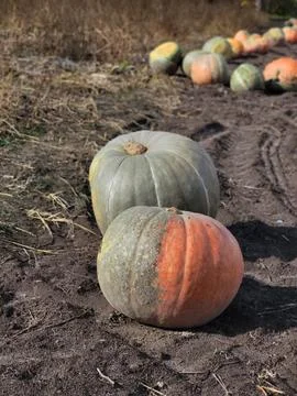 Close up of large ripe pumpkins lying on tilled soil Stock Photos