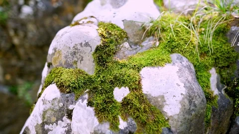 Close up of a large rock with white and yellow lichen. Stock Footage 315903421