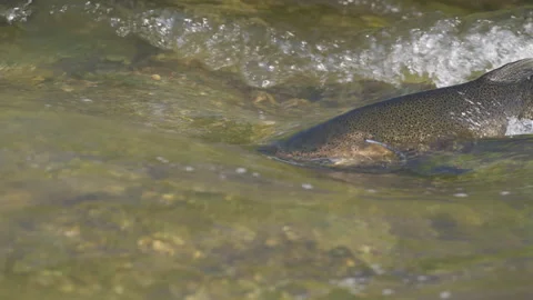 Close up of a Large Salmon Swimming in Clear Shallow River Current Stock Footage 344031854