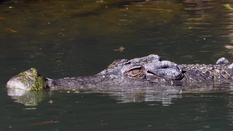 Close-up of large saltwater crocodile in Australia Stock Footage