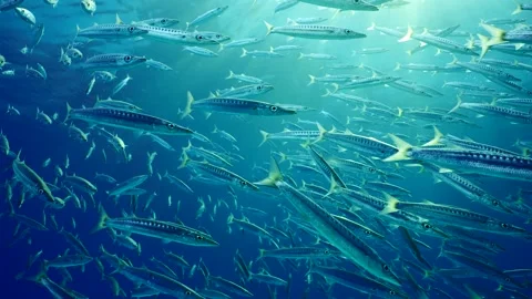 Close-up, large school of Barracudas floating calmly in blue ocean in bright Stock Footage 299576155
