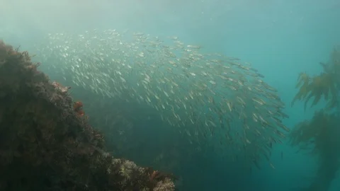 Close Up: Large School of Sardine Fish Swimming Past In Unison in Monterey, Stock Footage 106320142