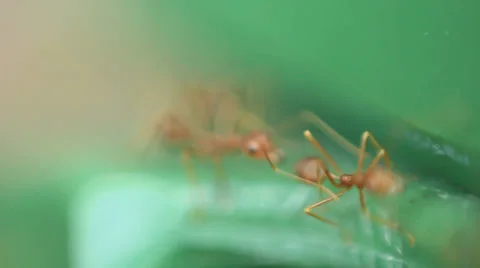 Close-up of Large Scurrying Ants Stock Footage 35190558