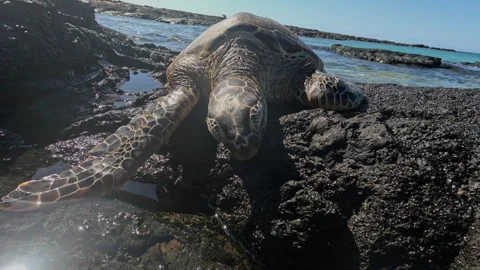 Close-up of Large Sea Turtle Laying on Volcanic Rock by Ocean Water Stock Footage 270402574