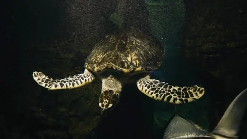 Close-up of a large sea turtle swimming and looking at the camera Stock Footage 334388405