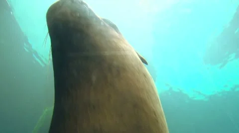 Up Close with Large Seal Swimming 2 Stock Footage 10587239