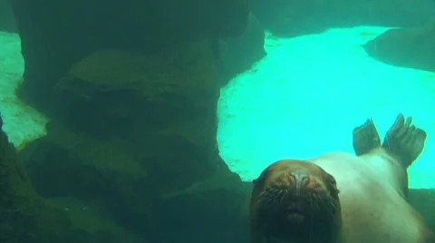 Up Close with Large Seal Swimming 3 Stock Footage 10587971