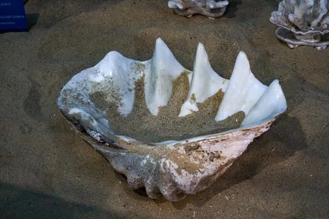 Close-up of a large shell on the beach 库存照片
