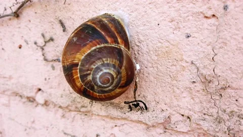 Close-up. large snail with chitinous brown shell on light vertical sheer wall. Stock Footage 132163117