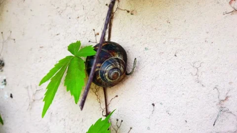 Close-up. large snail with chitinous brown shell on light vertical sheer wall. Stock Footage 132163123