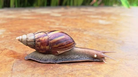 Close Up of Large Snail Crawling Slowly Across Outdoor Paved Tiles Stock-Footage 331119877