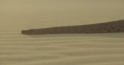 Close Up Of Large Snake Flicking its Tongue Out Hissing Slithering Over Stock Footage 132324746