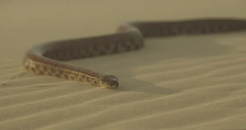 Close Up Of Large Snake Flicking its Tongue Out Hissing while Slithering Stock Footage 132893151