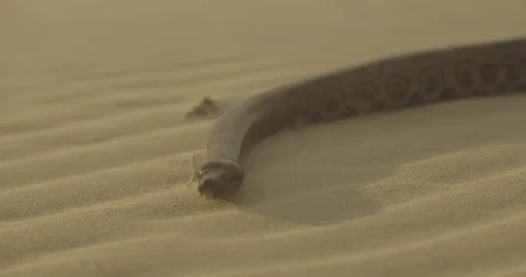 Close Up Of Large Snake Flicking its Tongue Out Hissing while Slithering Stock Footage 132893168