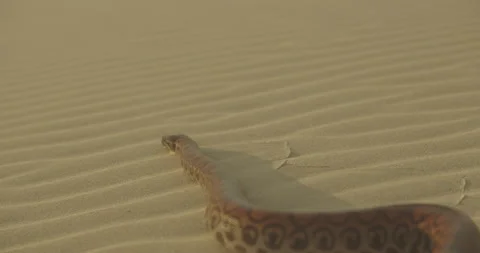 Close Up Of Large Snake Hissing Flicking its Tounge Out Slithering Over Stock Footage 132893073