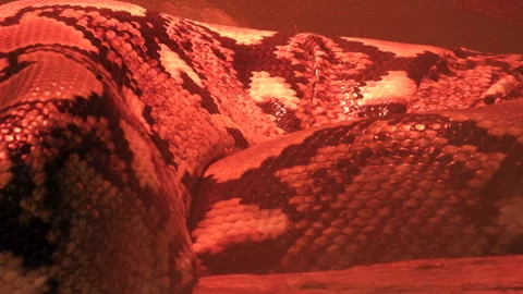 Close-up of Large Snake Scales in Red Light - Burmese Python Skin Texture Video stock 329442930